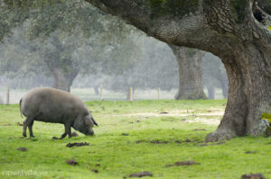 9485839111_e457a2685d_z